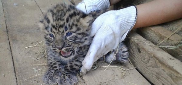 В Московском зоопарке впервые за 60 лет родились два детеныша дальневосточного леопарда