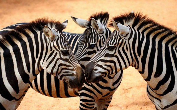 Ученые выяснили, что полоски на теле зебры не нужны для того, чтобы охлаждать ее тело