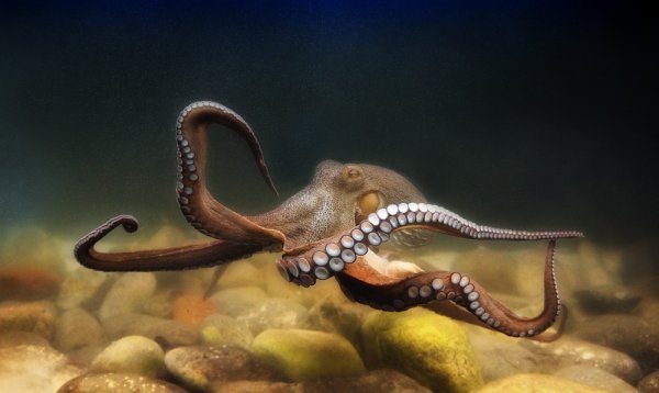 Ученые: Экстази повысило социальное поведение у осьминогов