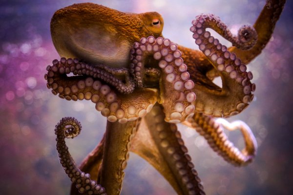 Ученые нашли сходства между осьминогом и человеческим мозгом
