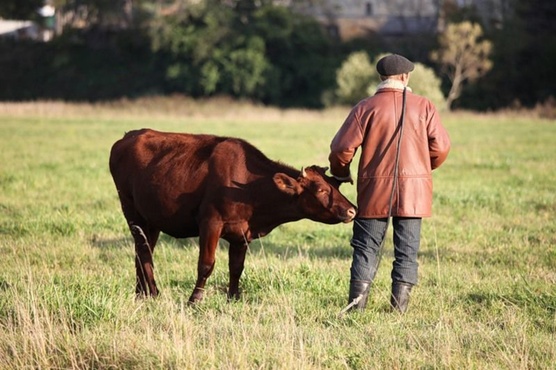 Корова вернулась одна: в Тюменской области пастух, заблудившись, прошел 20 километров за ночь