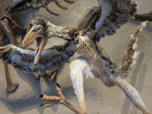 Грандиозная находка останков древней птицы потрясла ученых
