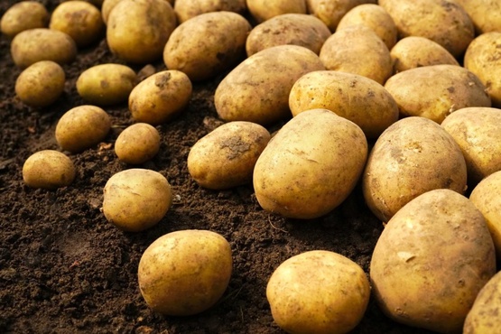 Тюменские селекционеры зарегистрировали новый сорт картофеля