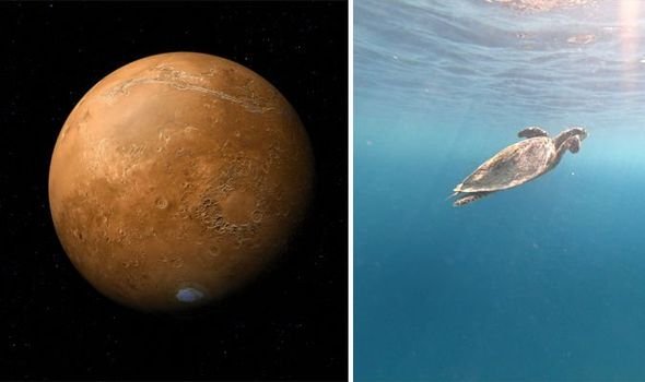 Ученые NASA на Марсе нашли останки древних черепах