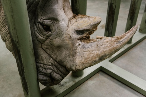 Двухлетняя девочка упала в вольер с четырьмя носорогами
