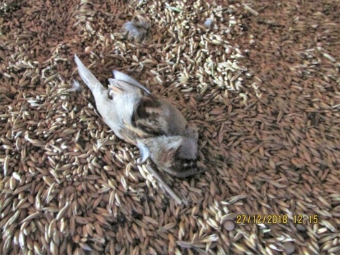 На тюменском складе нашли мертвых птиц, погребенных в зерне