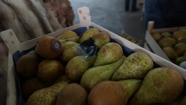 В Омской области раздавили 36 тонн свежих бельгийских груш