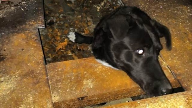 Спустя двое суток спасатели достали собаку из-под гаража