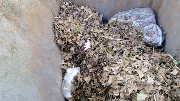 Тюменцев предупреждают о том, что нельзя выбрасывать ветки в мусорный контейнер