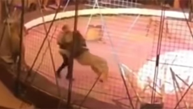 Лев напал на дрессировщика во время представления – видео