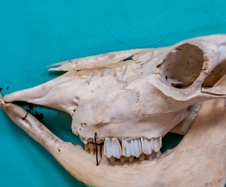Обнаружены останки неизвестного доселе доисторического хищника