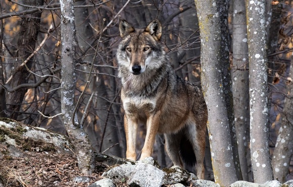 В Тюменской области появились очень активные стаи волков