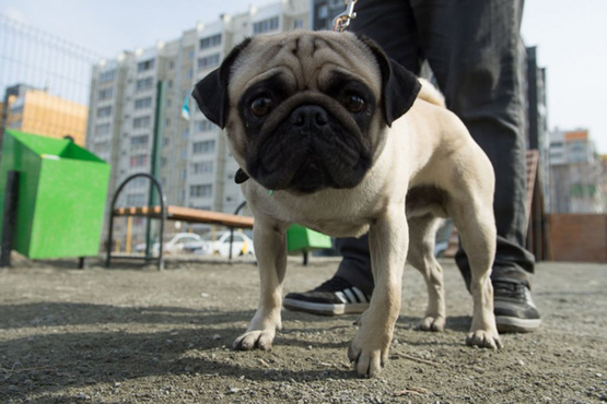 Тюменцы рискуют: из-за халатности местных собачников горожане могут подхватить опасное заболевание