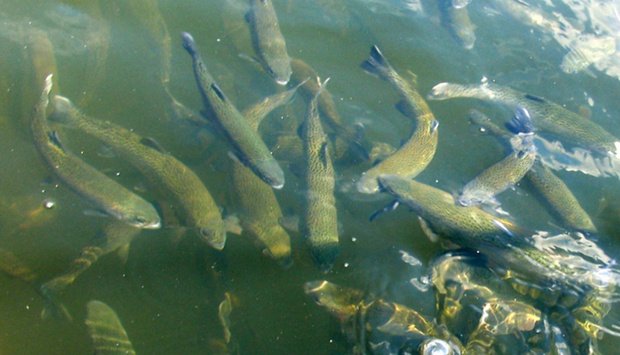 В Тюменской области развивается производство товарной рыбы