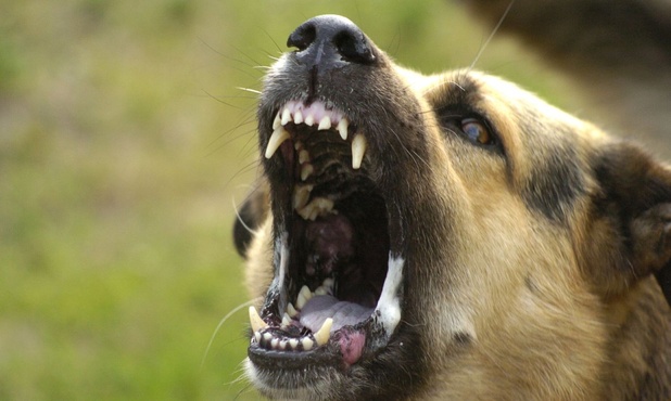 Тюменцы защищают бродячих собак, устроивших кровавую расправу