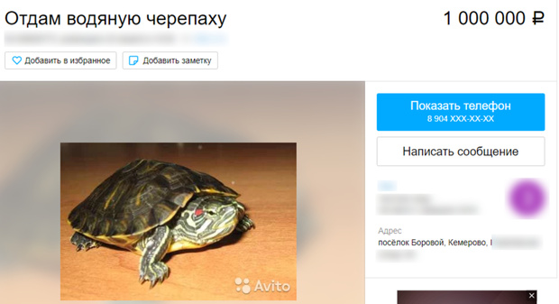 Россиянка продает черепаху за 1 миллион рублей
