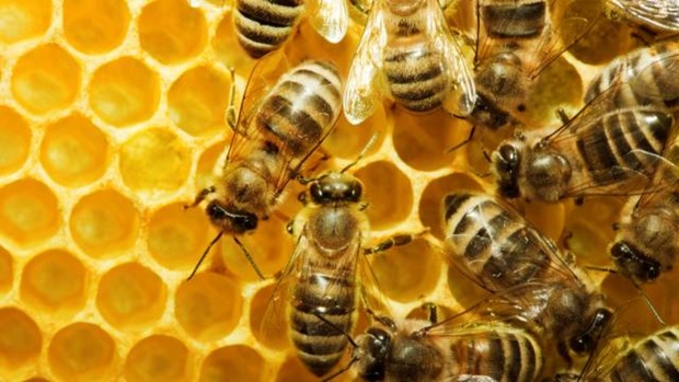 Возбуждено первое в российской истории уголовное дело по факту гибели пчел