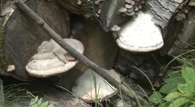 В Тюменской области ученые обнаружили новый вид гриба