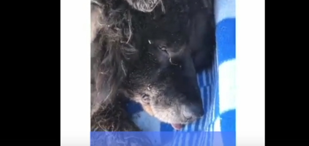 Спасение из семилетнего плена: на Ямале из подвала вытащили собаку, которая провалилась туда еще щенком – видео