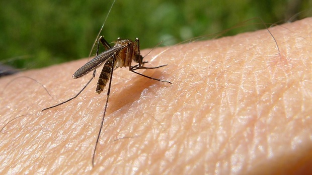 Средства для отпугивания комаров небезопасны – ученые