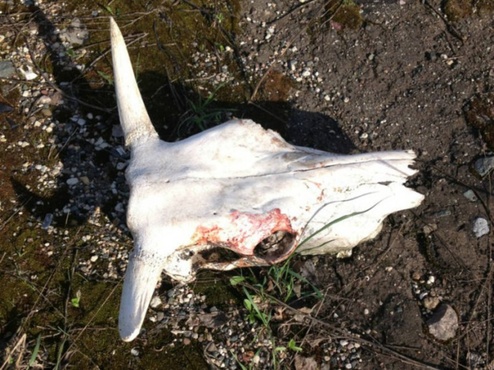 В Тобольске разрыли скотомогильник с сибирской язвой. Администрацию оштрафовали