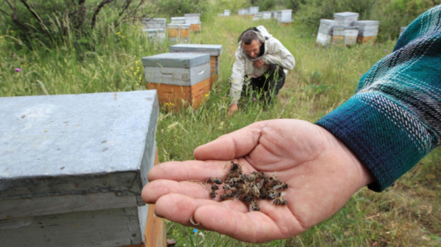 В Тюменской области у пасечников массово гибнут пчелиные хозяйства