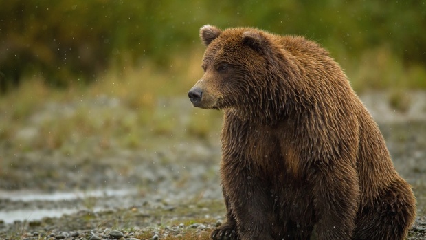 Ямальцы встретили медведя в центре города