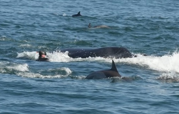 51-летний дайвер выжил, оказавшись в пасти кита – видео