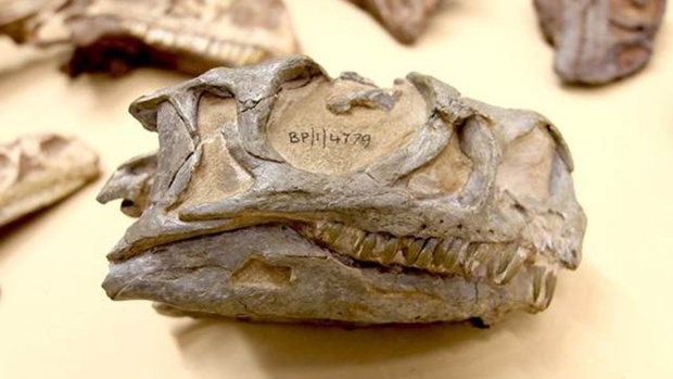 Среди экспонатов музея неожиданно нашли новый вид динозавров
