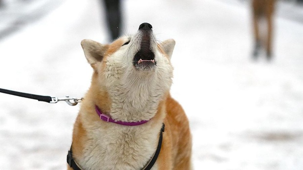 В России могут ввести крупные штрафы за выгул опасных собак без намордника
